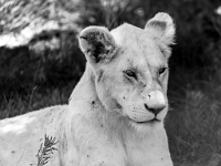 Lion & Safari Park